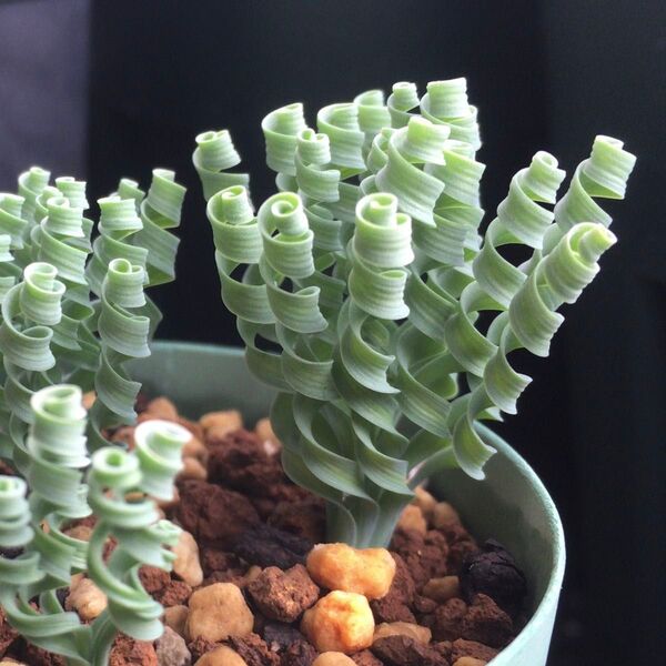 【種子】2025.5採取 アルブカ コンコルディアナ Albuca concordiana
