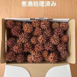 モミジバフウの実 煮沸処理済み 60個 +おまけつき★