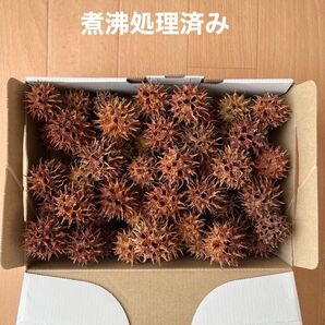 モミジバフウの実 煮沸処理済み 60個 +おまけつき★