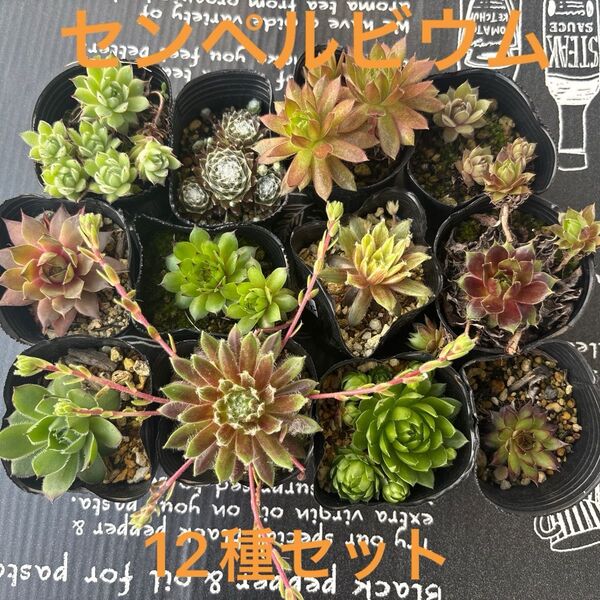 センペルビウム 12種セット 名前つき