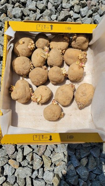 じゃがいも種芋 男爵