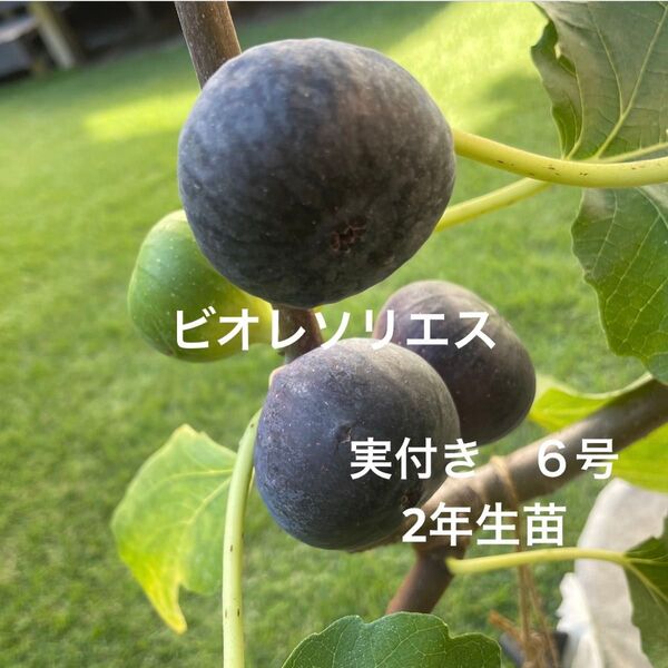 【実付き】イチジク 【ビオレソリエス】 2年生苗 6号鉢