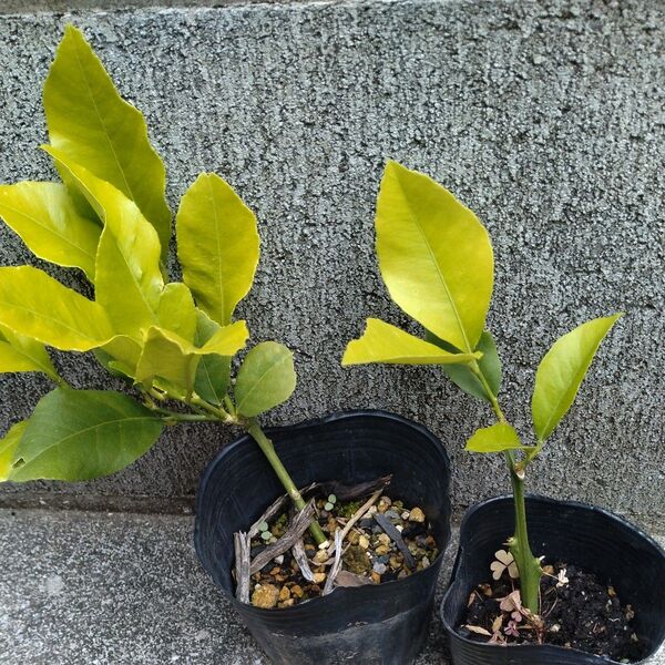 レモン挿し木苗 2本(抜き苗)
