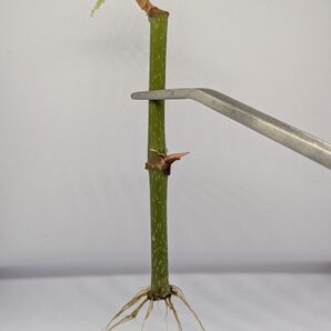 ベゴニア 挿し木 新芽付き 発根済み