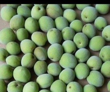 栃木県産 無農薬 中粒 青梅 ゆうパケットプラス いっぱい 約 1.3kg