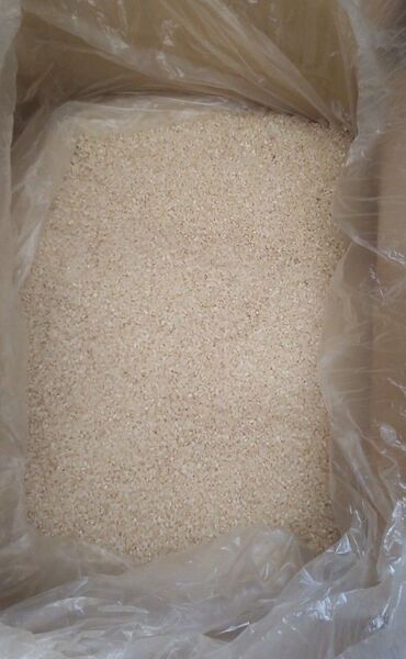 令和7年4月 精米 栃木県産 古米 白米 10kg