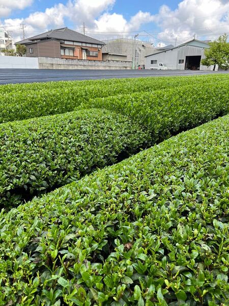 深蒸し茶100g×6袋 深むし茶 カテキン 緑茶 美味しいお茶 Green tea! 静岡県産 新茶