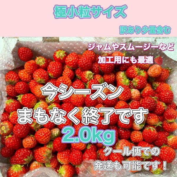 極小粒 2kg 紅ほっぺ いちご 〜農家直送〜