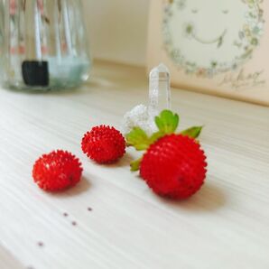ヘビいちごの種