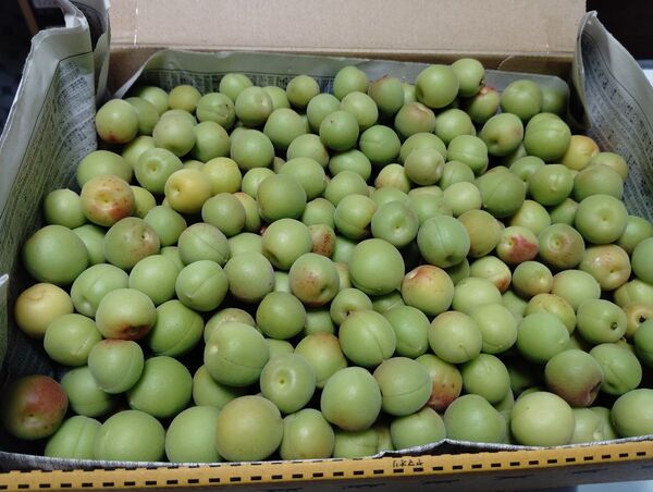 信州産小梅 青梅 1,1kg 今が旬 カリカリ梅 梅酒