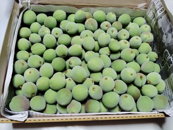 信州産小梅 青梅 1,1kg 中サイズ 梅酒 梅シロップ
