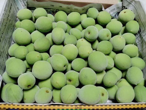 信州産青梅 1,1kg 中サイズ 梅酒