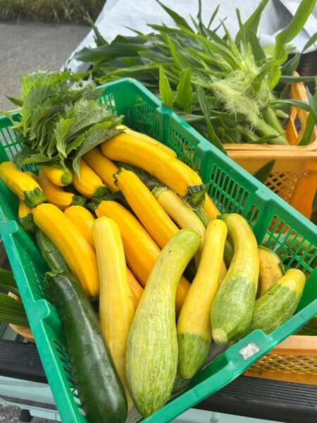 化学農薬化学肥料不使用★ズッキーニ色々1.3キロ