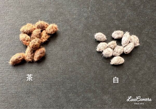 綿花の種2色10粒ずつ 茶・白 コットンフラワー