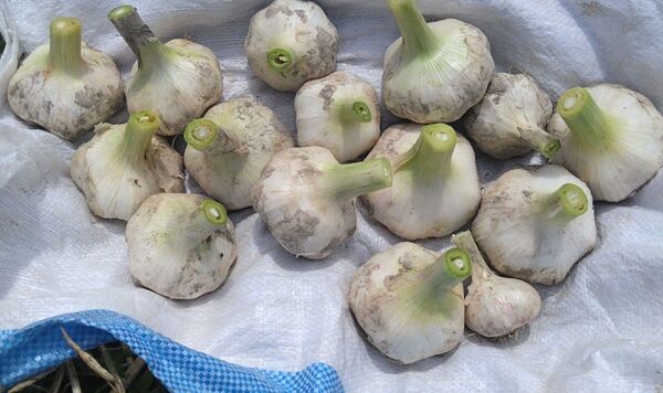 にんにく 福地ホワイト 生にんにく 2kg