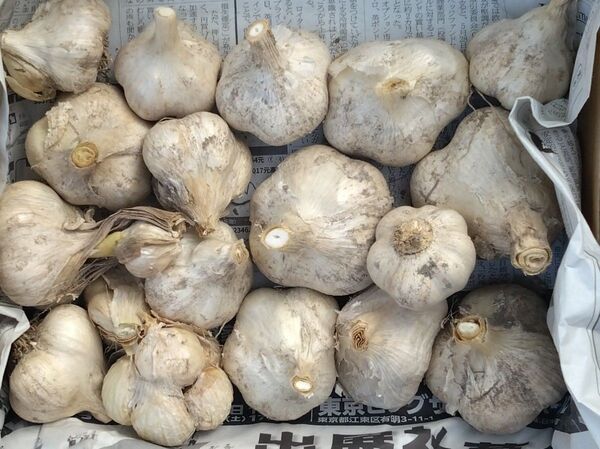 にんにく 福地ホワイト 2kg
