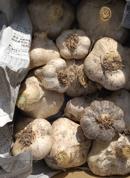 にんにく 福地ホワイト 1kg