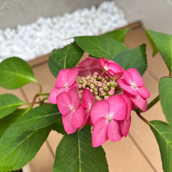 アジサイ ハイドランジア “オーロラ” 斑無し 赤い花 開花中♪ 底面給水