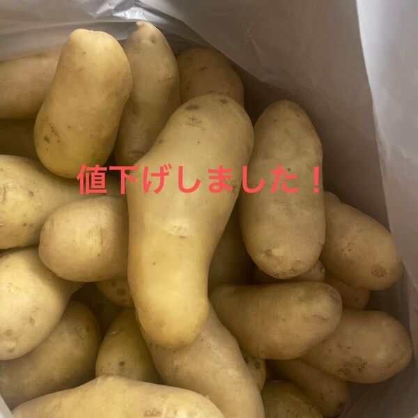 無農薬メークイン ジャガイモ じゃがいも 不揃いのジャガイモたち 5キロ