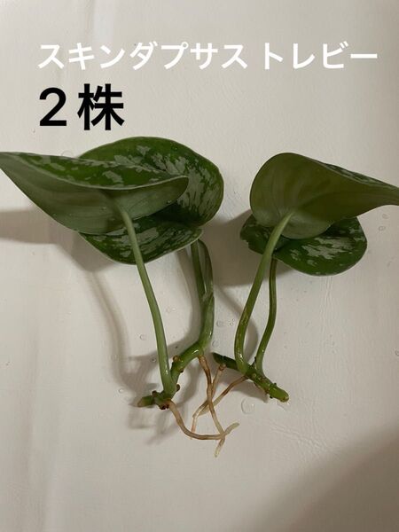 2株 スキンダプサス トレビー トウレビー 発根済