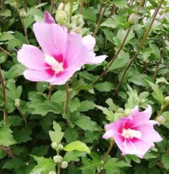 むくげ*挿し木カット苗20本