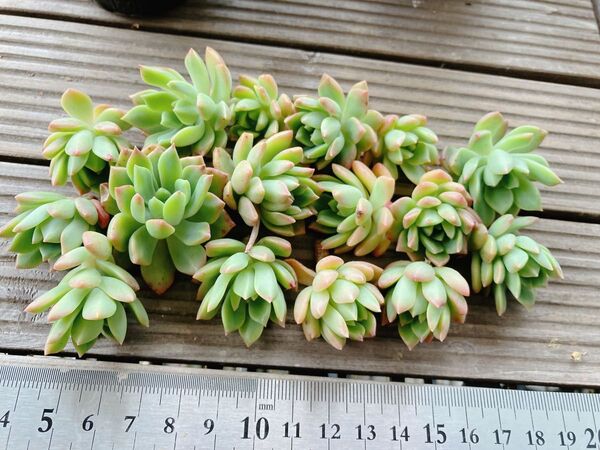 送料無料 マッコス 画像の苗お送りします 多肉植物 たにく セダム エケベリア サキュレント 観葉植物