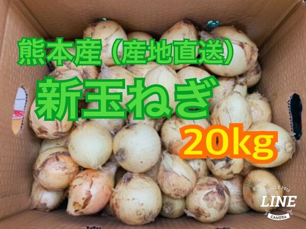 熊本県産!新玉ねぎ 産地直送 20kg 家庭用(送料無料)