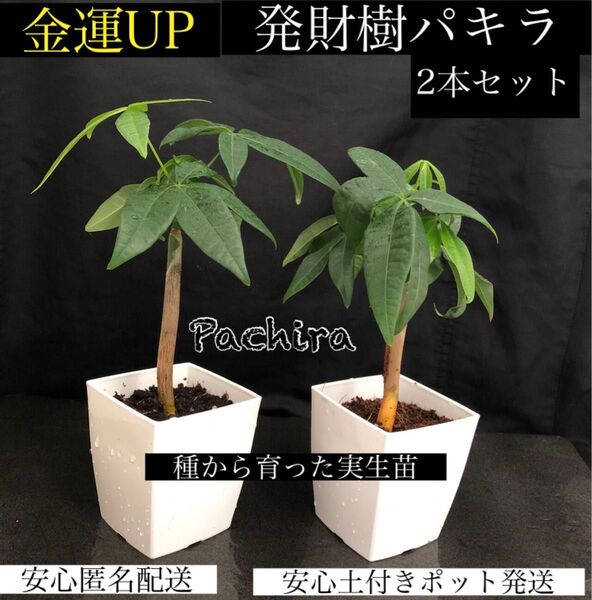 【16】種から育った実生苗 発財樹パキラ 2本セット 安心匿名配送 実生パキラ 安心土付きポット発送