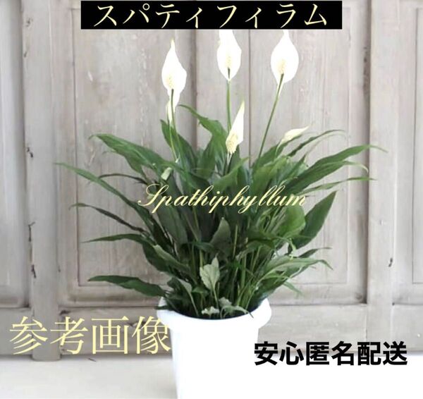 とても丈夫で育てやすく初心者様も安心育成♪ 観葉植物 スパティフィラム ボリュームたっぷり 抜き苗 安心匿名配送