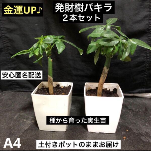 【A4】種から育った実生苗 発財樹パキラ 2本セット 抜き苗 安心匿名配送 実生パキラ