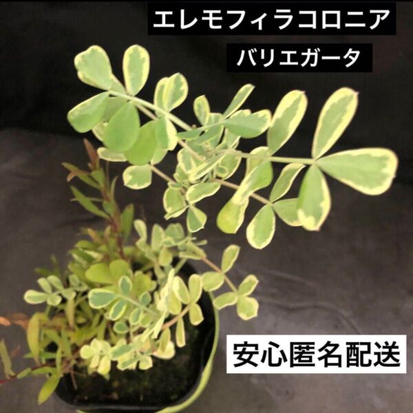 斑入り葉が可愛らしい エレモフィラコロニア バリエガータ 抜き苗