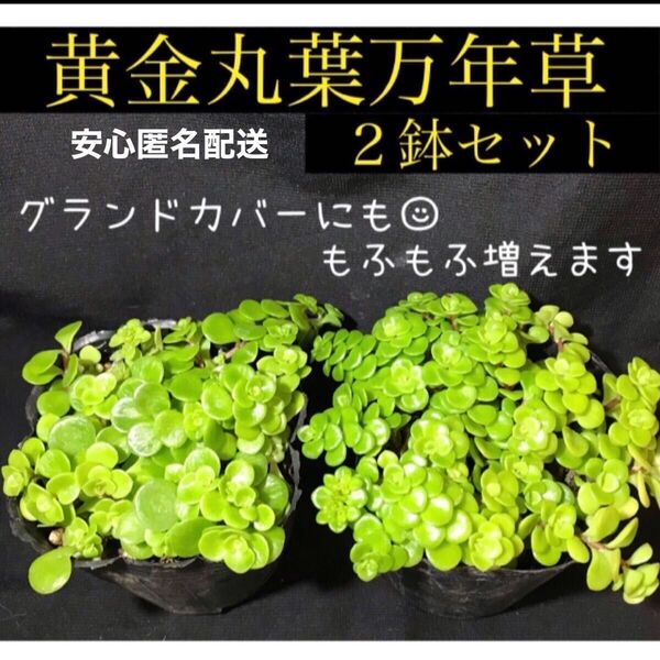 多肉植物 黄金丸葉万年草 2鉢分セット 抜き苗 安心匿名配送