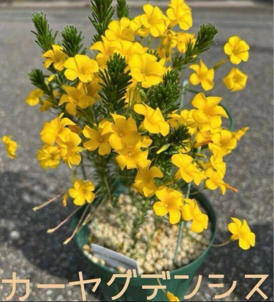 ☆レア☆オキザリス カーヤグデンシス 球根 大4個 kaajagdensis