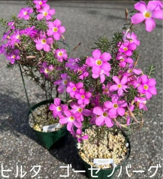 ☆超レア☆オキザリス ヒルタ ゴーセンバーグ 球根特大1個 Gothemburg