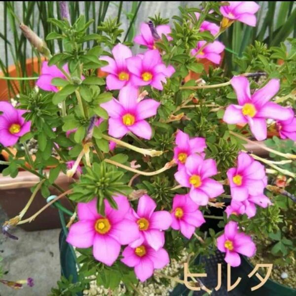 ☆人気☆オキザリス ヒルタ 球根 大6個 Hirta
