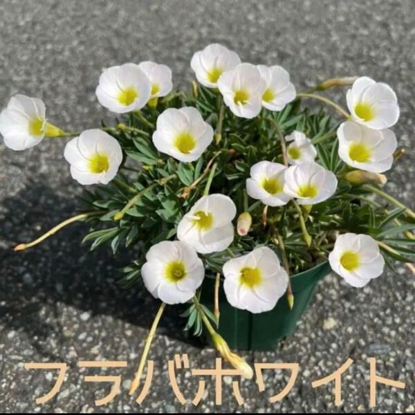 ☆残わずか☆オキザリス フラバ ホワイト 球根 大4個 flava white