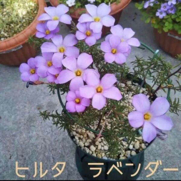 ☆レア☆オキザリス ヒルタ ラベンダー 球根 大4個 Hirtalavender