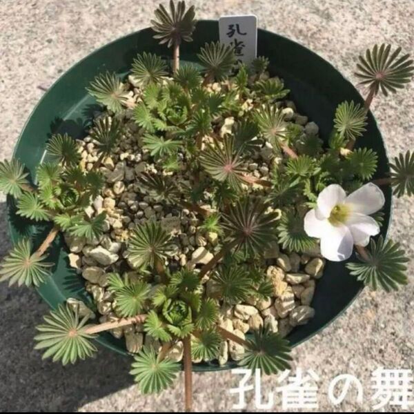 ☆残わずか☆人気☆オキザリス 孔雀の舞 球根 大4個 palmifrons