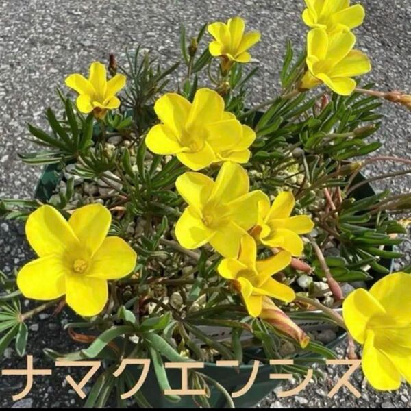 ☆人気☆オキザリス ナマクエンシス 球根 大5個 Namaquensis