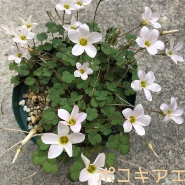 ☆レア☆オキザリス ポコキアエ 芳香花 球根 大4個 pocockiae