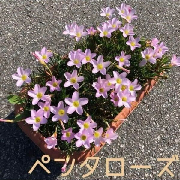 ☆人気☆オキザリス ペンタローズ 球根 大4個 pentaphylla