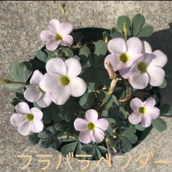☆ラスト1個☆人気☆オキザリス フラバ ラベンダー 球根 大4個