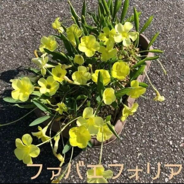 ☆人気☆オキザリス ファバエフォリア 球根 大4個 Fabaefolia