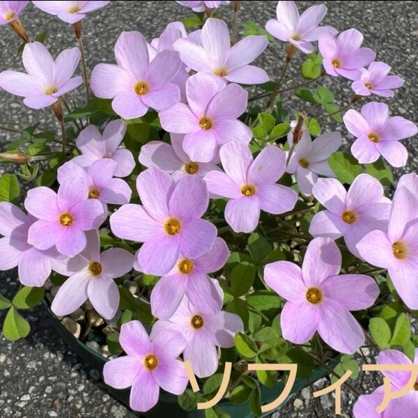 ☆人気☆オキザリス ソフィア 球根 大5個 Nidulans