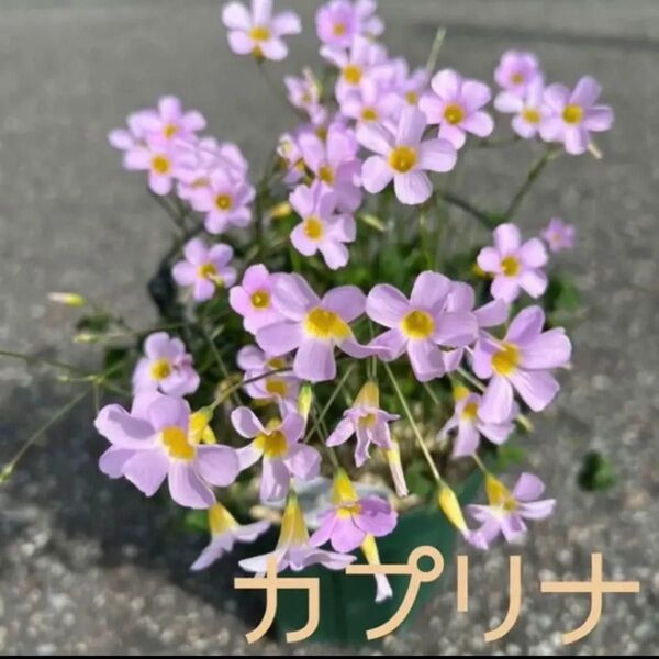 ☆残わずか☆人気☆オキザリス カプリナ 球根 大4個 Caprina