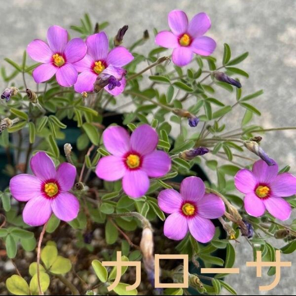 ☆残わずか☆超レア☆オキザリス カローサ 球根 大4個 Callosa