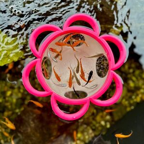 めだか 餌拡散防止 めだか飼育ケース ビオトープ めだかの餌 アクアリウム