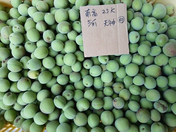 南高梅8kg、広島県産、家庭用、産地直送、農薬不使用、