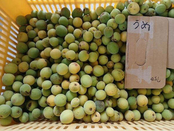 大梅4kg、広島県産、家庭用、産地直送、農薬不使用、防腐剤不使用、サイズ混合、