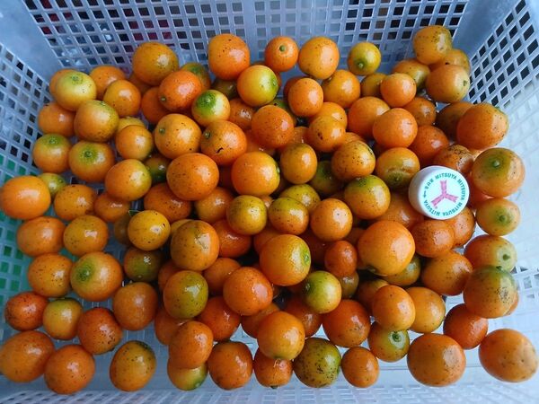 あ金柑200g、広島県産、家庭用、産地直送、農薬不使用、防腐剤不使用、サイズ混合